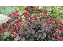 ����� �������