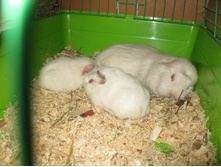 IMG 4606.JPG