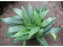 ����������� Silver spirit- ������ �������� ��������