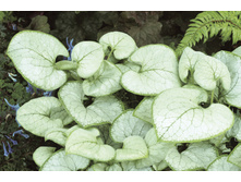 Brunnera Looking Glass 2b.jpg