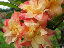 ���������� Cannon`s Double