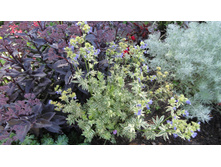 ������ ��������.