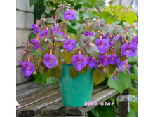 �������� Blue Star