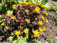 ������� ������������� �������