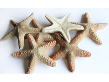 ������� ������ Jungle ��., �������:8898, 95�