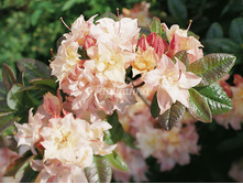 ���������� Cannon`s Double