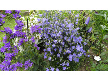 ����������� ��������� � �����. ������������