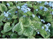 ������� �������� � ���