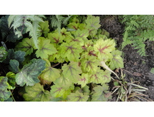 ������� ���� �����