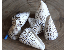 ������� ����� ��������� ������� ��.,�������:8995, 143�