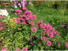 ������� �������