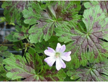 ������ �������� �����