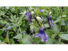 �������� �������������