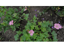 ������ �������