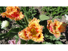 ����������.