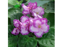 Lyon's Pirate's Treasure