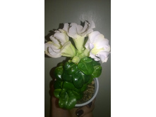 WP 20160320 20 41 13 Pro.jpg