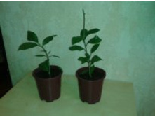 ������� ���������