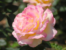 ���� ������ ���