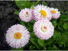 ���������� ����-�������