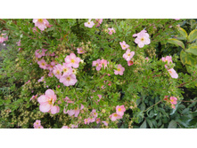 �������� �������