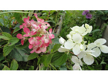 ��������� ����������� ���� ���