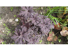 ������ ��������