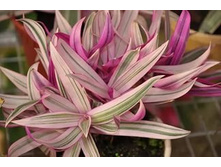 ����. ������������  'Sitara'+/