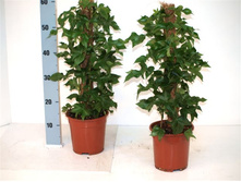 ���������� - Fatshedera-  �� 400 ���.