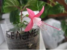 ������ ��������