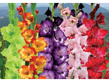 �������� �����������.jpg