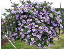 ������ ������� ������ ������� 70�