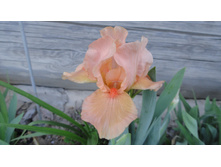 ���� ������� �����