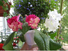 ��������������: DS-The Yellow and the Red 781 � DS-����� ������ 796