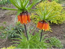 ������ �������������