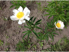 ���� ���� �����