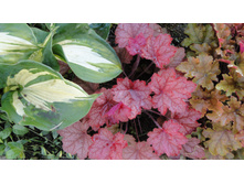 ������� ������� �����