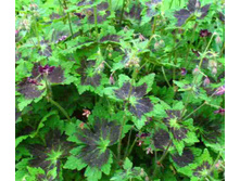 ������ �������