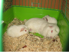 IMG 4617.JPG