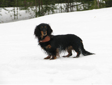 12697023 996861290380294 8685903812292226595 o.jpg