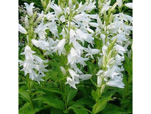 ����������� ������������� �����