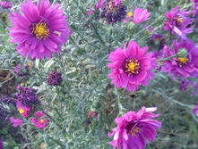 ����� �����������