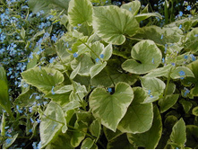 ������� ������� ����