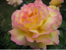 ���� ������ ���