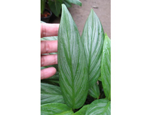 ����������� Silver spirit- ���� ������ ....