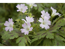 ������ �������� �����