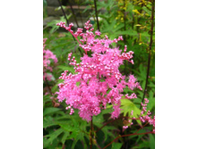 �������� ������� ������