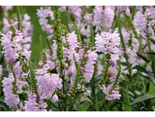 ���������� ���������� �������