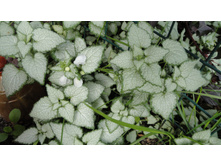 ������� ���� ����� (Wite Nancy)