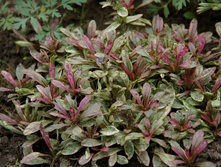 ������� ����� ���